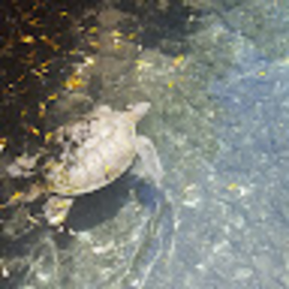 Meet your Posher, Anali